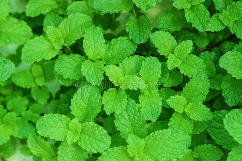 Green peppermint leaves stock photo. Image of medicine 88000276