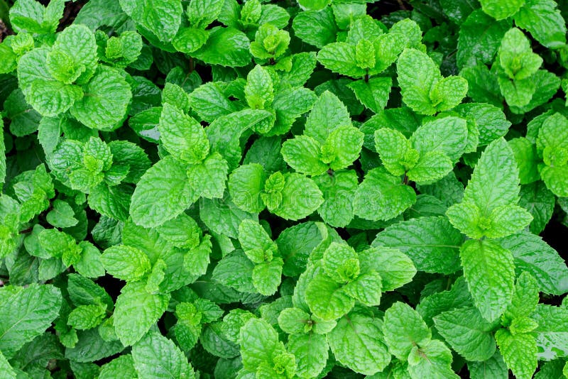 Fresh Mint Spearmint, Peppermint Stock Image Image of aromatic