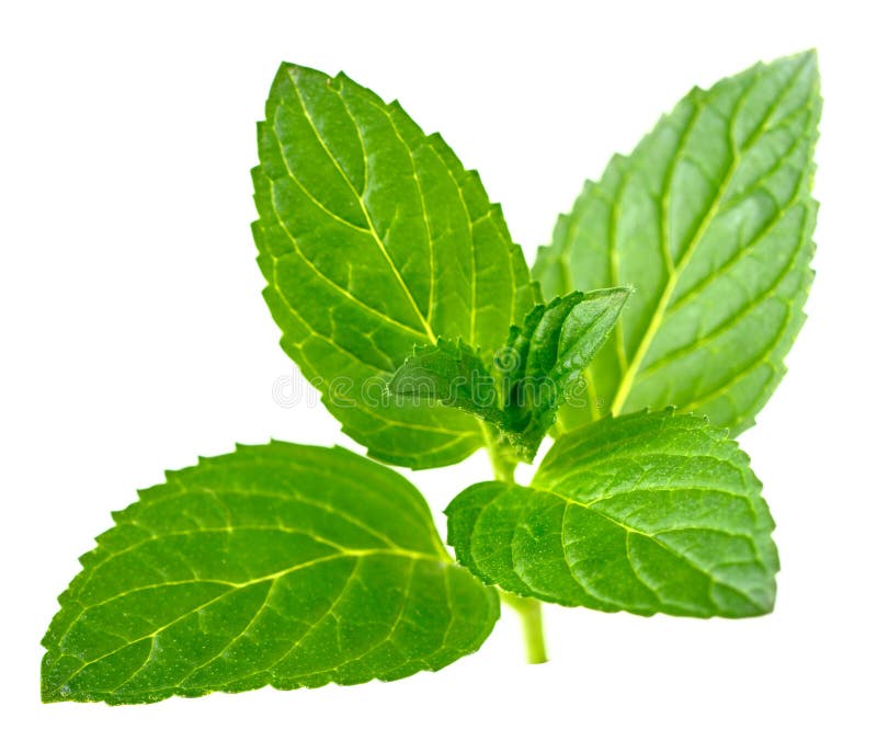 Peppermint Leaves Isolated on White Stock Image Image of leaf, close