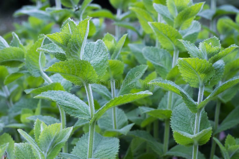 Peppermint Leaves of Mint on Green Background. Stock Photo Image of