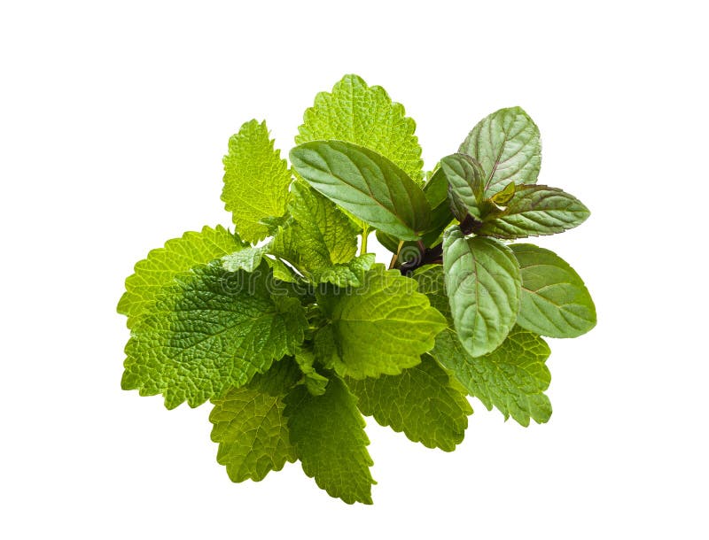 Peppermint and lemon balm stock photo. Image of bunch 24521892