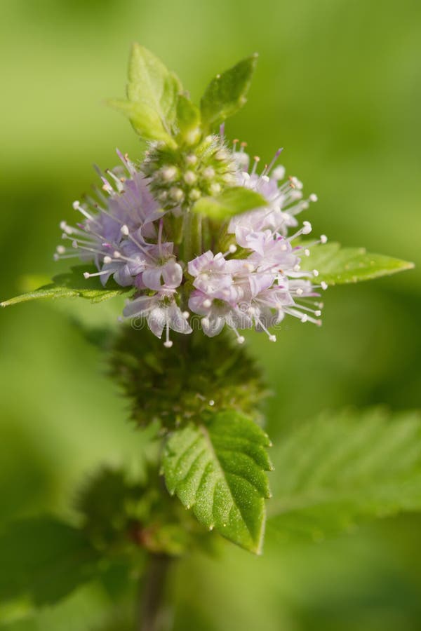 Peppermint (Mentha Piperita),Herb and Spice Stock Image Image of