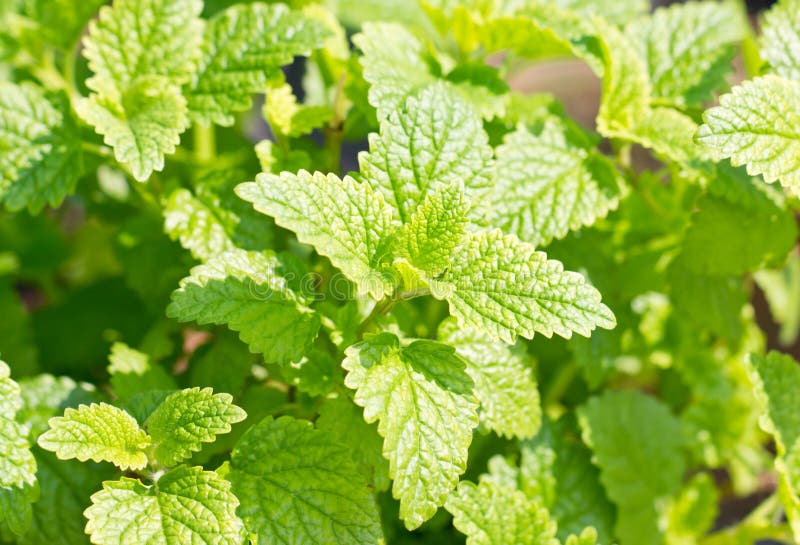 Peppermint Plant. royalty free stock photos