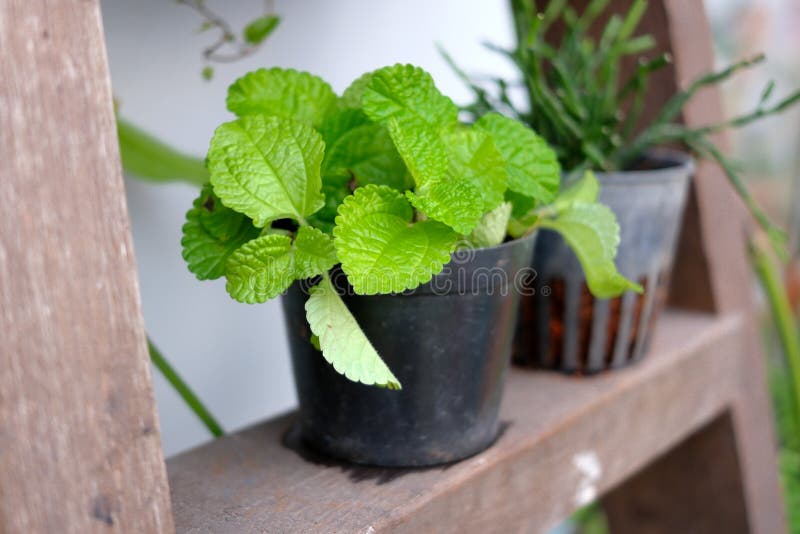 Peppermint Plants In A Nursery Stock Image Image of black, young