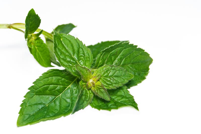 peppermint κλάδων στοκ εικόνα με δικαίωμα ελεύθερης χρήσης peppermint κλάδων στοκ εικόνα με δικαίωμα ελεύθερης χρήσης
