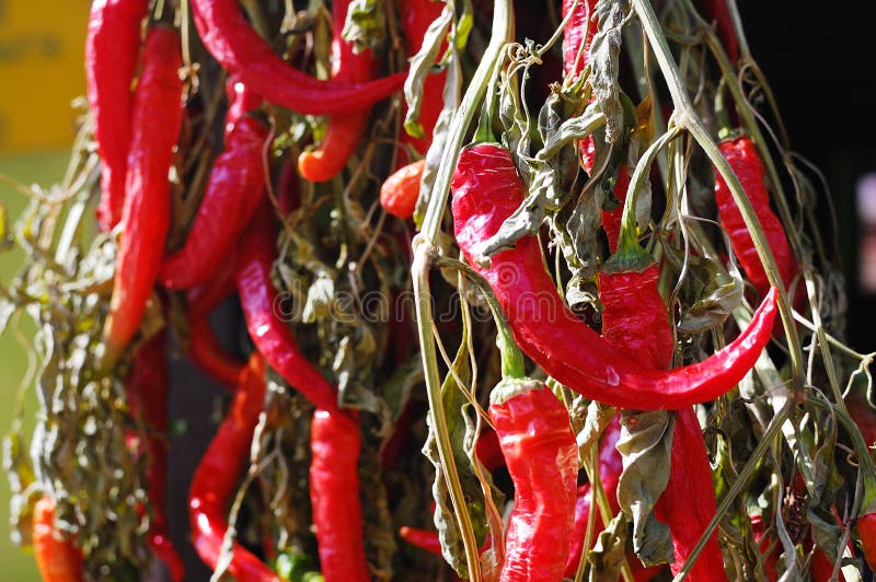 Peppers stock photo. Image of burning, bunch, ingredient 16262692