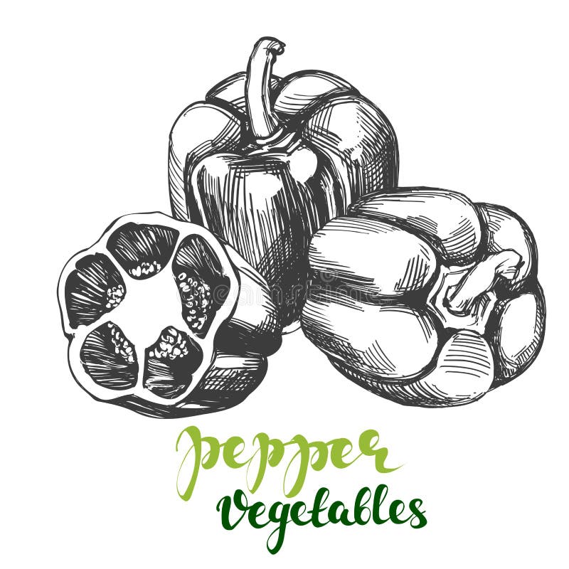 Peppers bell vegetable set hand drawn vector illustration realistic sketch vector illustration Peppers bell vegetable set hand drawn vector illustration realistic sketch vector illustration