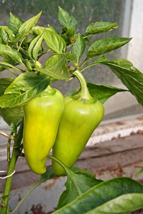 Peppers Ripening on a Plant Stock Photo Image of outdoors, healthy