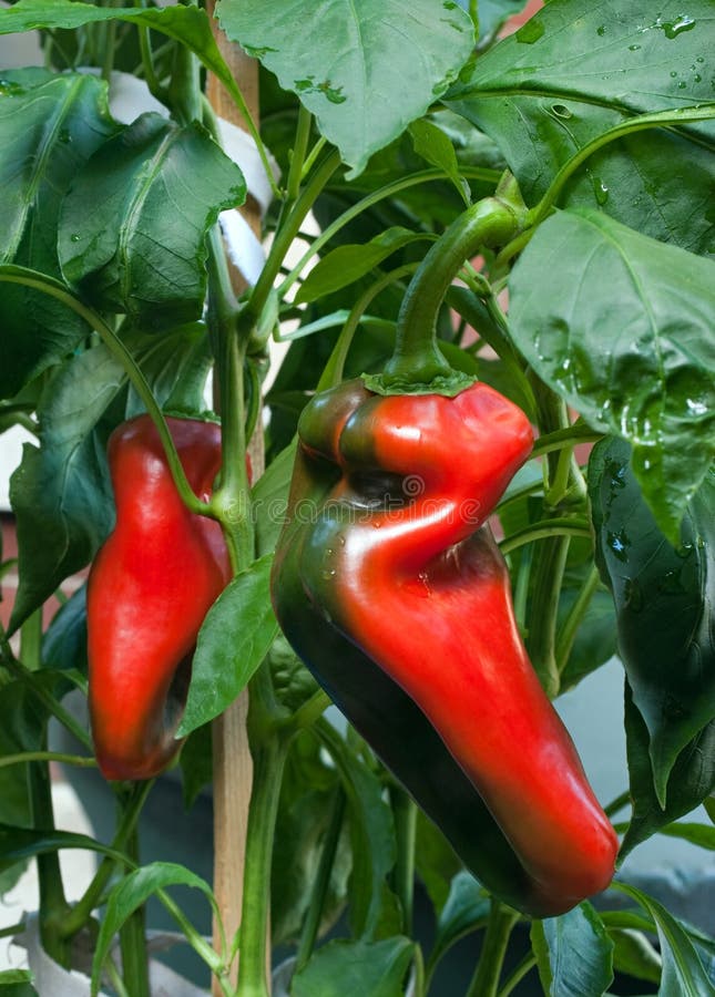 Peppers Ripening on Plant