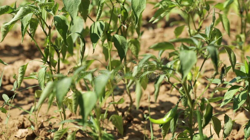 Pepperss de piment de vert de ND de Reda au potager ondulant sur le vent clips vidéos