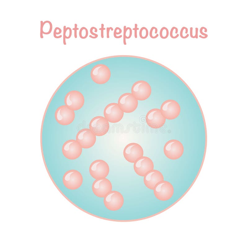 Peptostreptococcus. Пептострептококки.