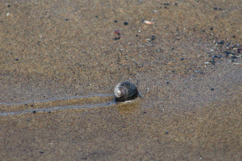 Pequeño Caracol Marino En La Playa De Arena Foto de archivo - Imagen de frente, arena: 160587090 Pequeño Caracol Marino En La Playa De Arena Foto de archivo - Imagen de frente, arena: 160587090