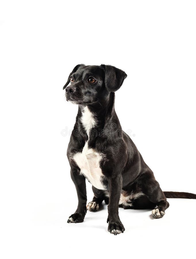 Pequeño Perro Negro Con Fondo Blanco Aislado Foto de archivo - Imagen de  adorable, canino: 233986492