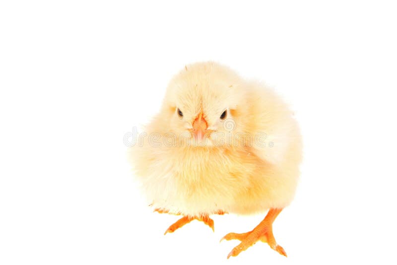 Pequeño pollo amarillo foto de archivo. Imagen de lindo - 35220026 Pequeño pollo amarillo foto de archivo. Imagen de lindo - 35220026