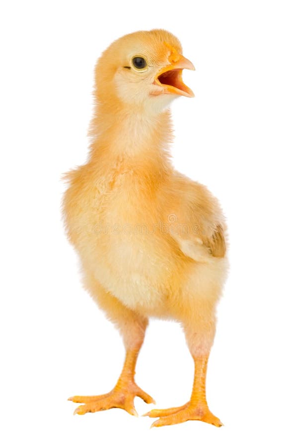 Amarillo Del Pollo Con Las Cáscaras De Huevo Quebradas Imagen de archivo - Imagen de pollo, mirando: 7488829 Amarillo Del Pollo Con Las Cáscaras De Huevo Quebradas Imagen de archivo - Imagen de pollo, mirando: 7488829