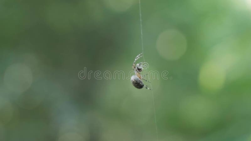 Pequena aranha sobe pela teia em close-up video clip