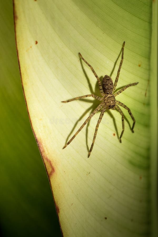 A pequena aranha fotos de stock