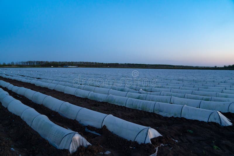 Small white greenhouse in the country. small greenhouse of agrofiber. agricultural field in the evening. Small white greenhouse in the country. small greenhouse of agrofiber. agricultural field in the evening