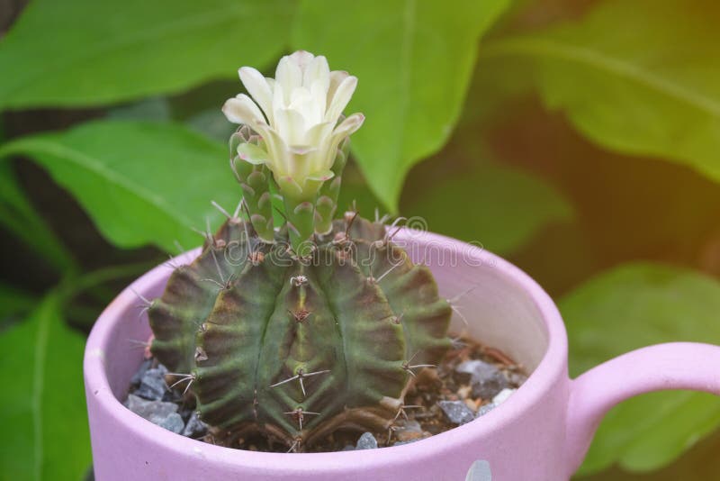 Pequena Flor Branca De Beleza Com Forma Circular De Cacto. árvore  Decorativa Em Copo Violeta. Espuma Aguda Em Cactos Foto de Stock - Imagem  de detalhe, mini: 229090228