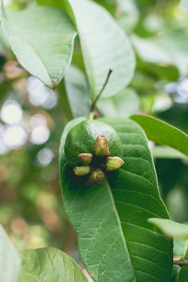 Pequena goiaba verde na árvore fotografia de stock