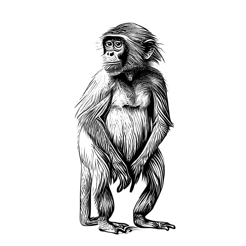 Esboço Desenhado à Mão Com Macaco Desenho Vetorial Ilustração Animais  Selvagens Imagem de Stock - Imagem de pele, sorrir: 275707691