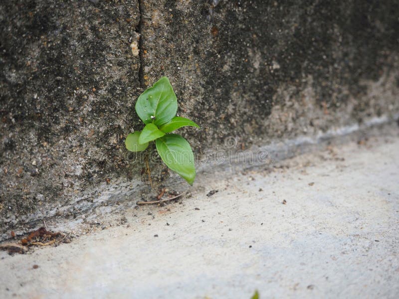 Pequena árvore sozinha sobrevive ao concreto imagens de stock Pequena árvore sozinha sobrevive ao concreto imagens de stock