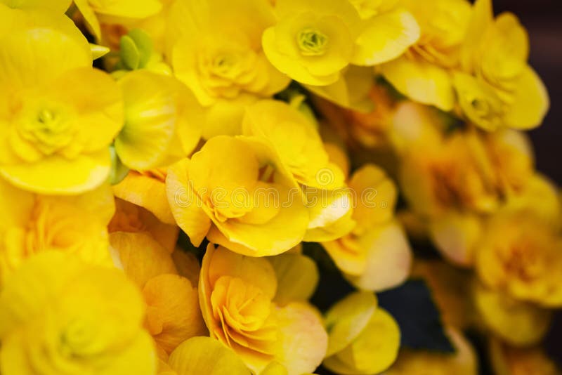 Pequenas Flores Amarelas Belo Amarelo Begonia Grande Flor Científica Begonia  Florescendo No Jardim Foco Suave Foco Seletivo Imagem de Stock - Imagem de  jardim, folha: 168744435