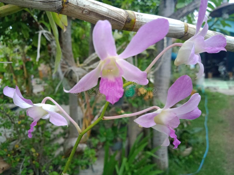 Pequenas Orquídeas Florescendo No Jardim Da Casa Foto de Stock - Imagem de  florescer, casa: 203382564