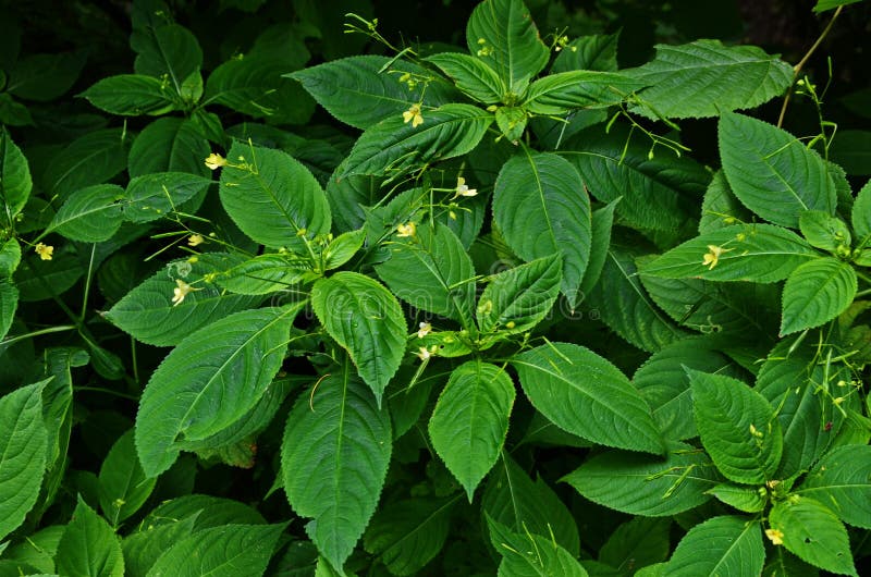 Pequeno Balsam, Impatiens Parviflora Imagem de Stock - Imagem de  inflorescência, erva: 169597063