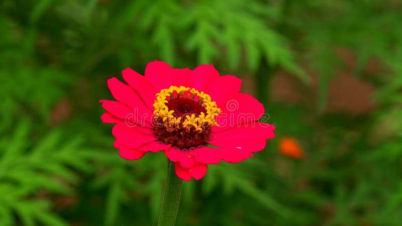 Pequeno e bonito, jardim e flor selvagem de Cynia fotos de stock royalty free Pequeno e bonito, jardim e flor selvagem de Cynia fotos de stock royalty free