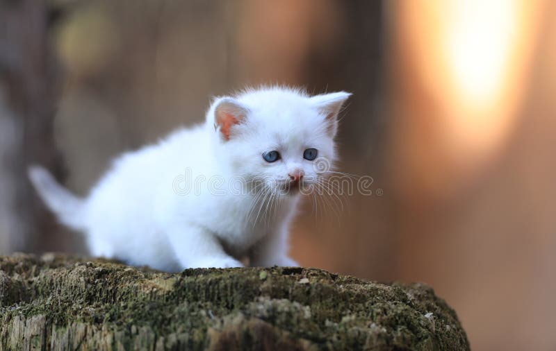 Pequeno gatinho branco e engraçado no espeto imagens de stock