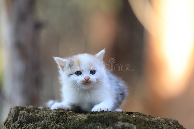 Pequeno gatinho branco e engraçado no espeto fotografia de stock