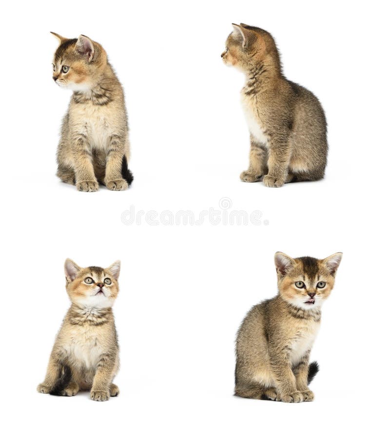 Grupo De Gatinhos E De Filhotes De Cachorro Foto de Stock - Imagem de  cachorros, jogo: 25336556