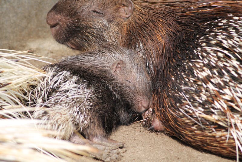 Novo Mundo Porco Espinho Família Erethizontidae Desenho Realista