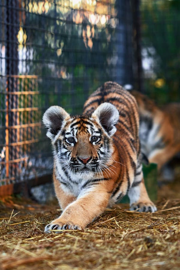 Foto de Gato Preto E Branco Novo Pequeno Bonito Do Tigre Com Os Olhos Azuis  Que Estão Em Pés Traseiros Menina Com Os Jogos Da Mão Do Lápis Com Gato e  mais