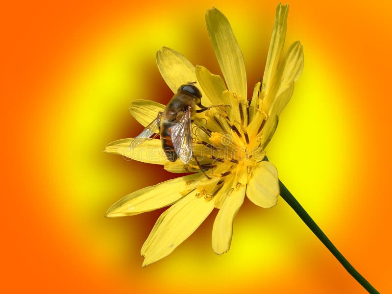 Small bee on yellow flower, on colorful background. Small bee on yellow flower, on colorful background.