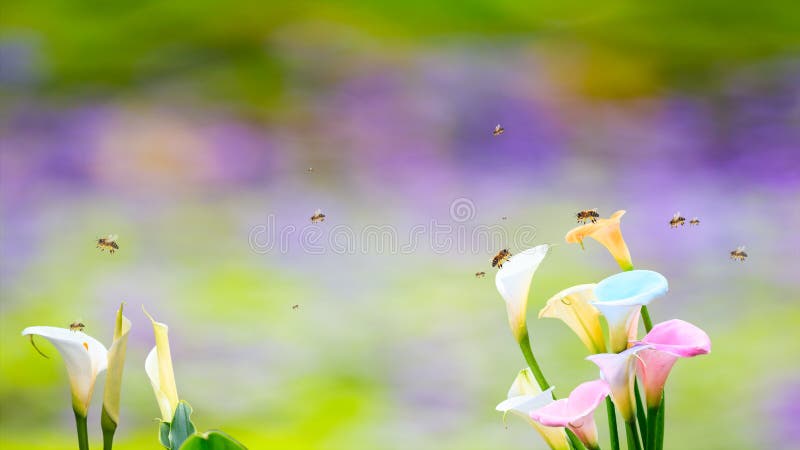 The Little bee collecting nectar on the yellow pollen of white Calla lily flower. The Little bee collecting nectar on the yellow pollen of white Calla lily flower