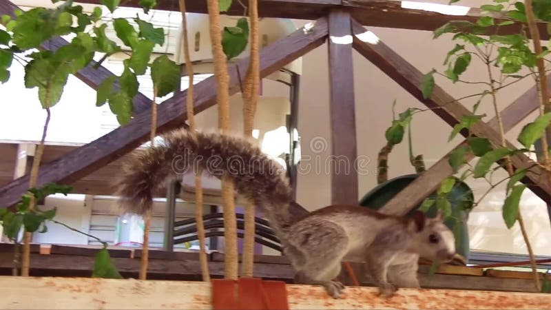 Pequeña ardilla gris linda encaramada metrajes