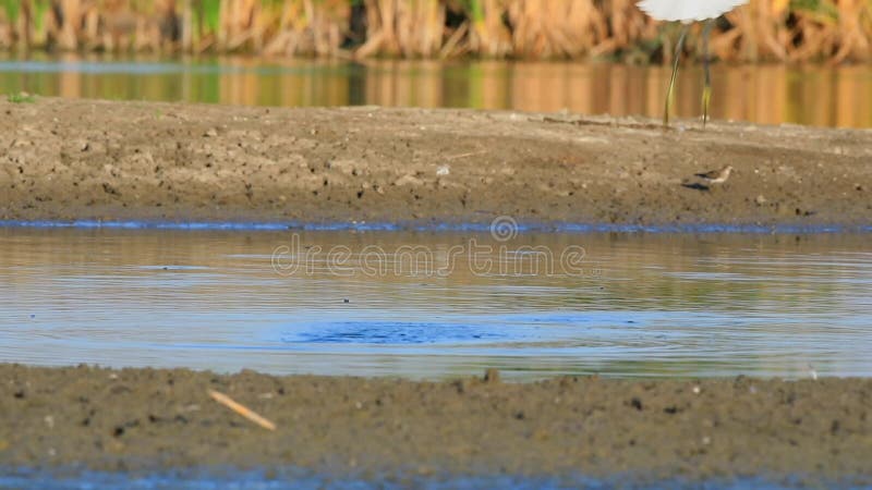 PequeÃ±a Egret en la orilla del lago