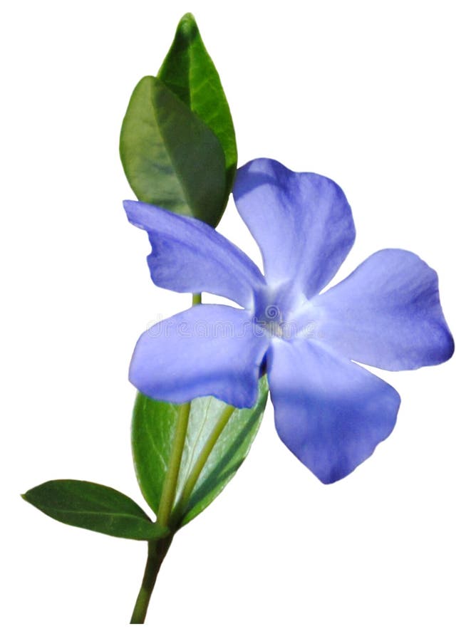 Pequeña flor azul fotografía de archivo Pequeña flor azul fotografía de archivo