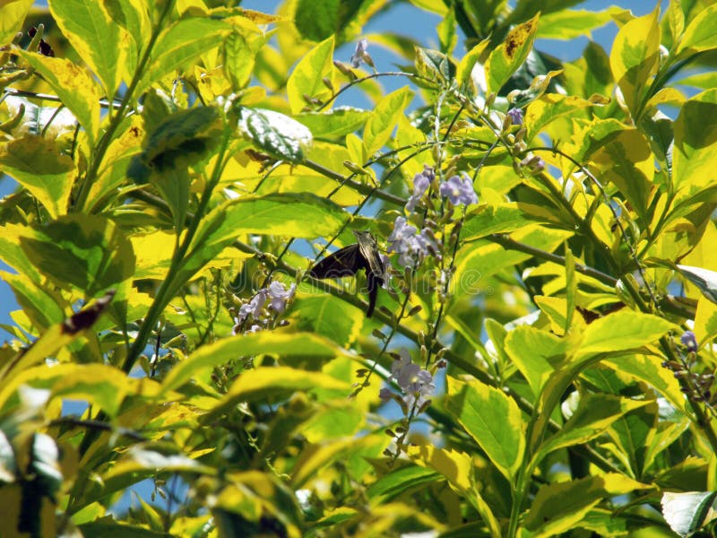 Pequeña mariposa marrón de alimentación foto de archivo