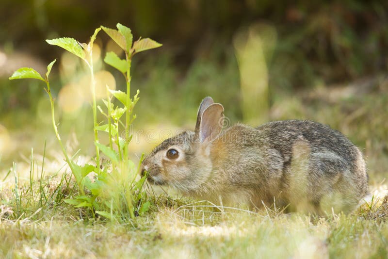 Pequeña Pascua linda Bunny In Grass foto de archivo libre de regalías Pequeña Pascua linda Bunny In Grass foto de archivo libre de regalías