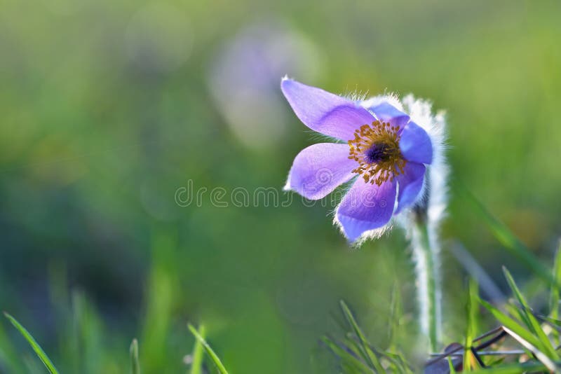 Pequeña pasque-flor peluda púrpura hermosa (Grandis del Pulsatilla) floreciendo en prado de la primavera en la puesta del sol fotografía de archivo Pequeña pasque-flor peluda púrpura hermosa (Grandis del Pulsatilla) floreciendo en prado de la primavera en la puesta del sol fotografía de archivo