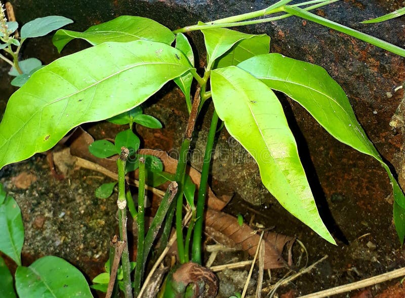 Planta del mango imagen de archivo. Imagen de mango, newborn - 11958481