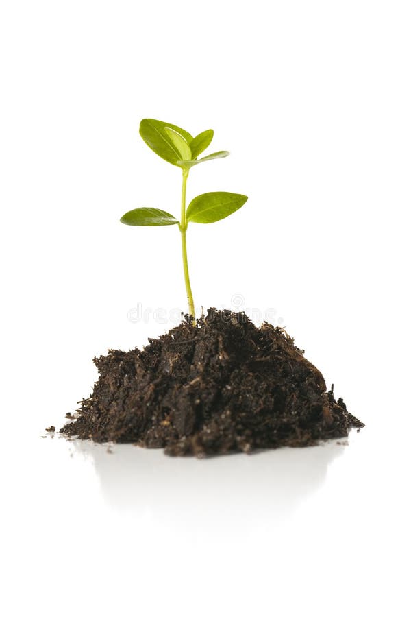 Pequeña planta de semillero de la planta aislada en blanco imágenes de archivo libres de regalías