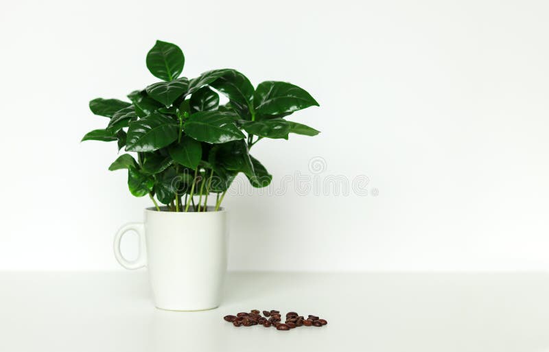 Pequeña planta en conserva del cafeto del arabica en taza con los granos de café en el fondo blanco imagenes de archivo Pequeña planta en conserva del cafeto del arabica en taza con los granos de café en el fondo blanco imagenes de archivo