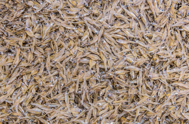 Pequeñas anchoas secadas de los pescados usadas en cocina asiática imágenes de archivo libres de regalías Pequeñas anchoas secadas de los pescados usadas en cocina asiática imágenes de archivo libres de regalías