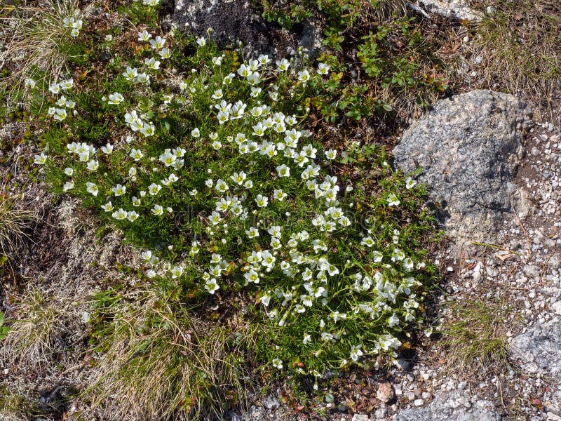 Pequeñas flores blancas en el parque de naturaleza de Ergaki del siberiano imagen de archivo Pequeñas flores blancas en el parque de naturaleza de Ergaki del siberiano imagen de archivo