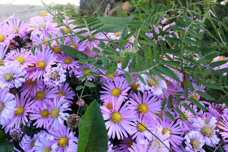 Pequeñas flores púrpuras delicadas de septiembre, flores del arbusto del otoño temprano imagen de archivo libre de regalías Pequeñas flores púrpuras delicadas de septiembre, flores del arbusto del otoño temprano imagen de archivo libre de regalías
