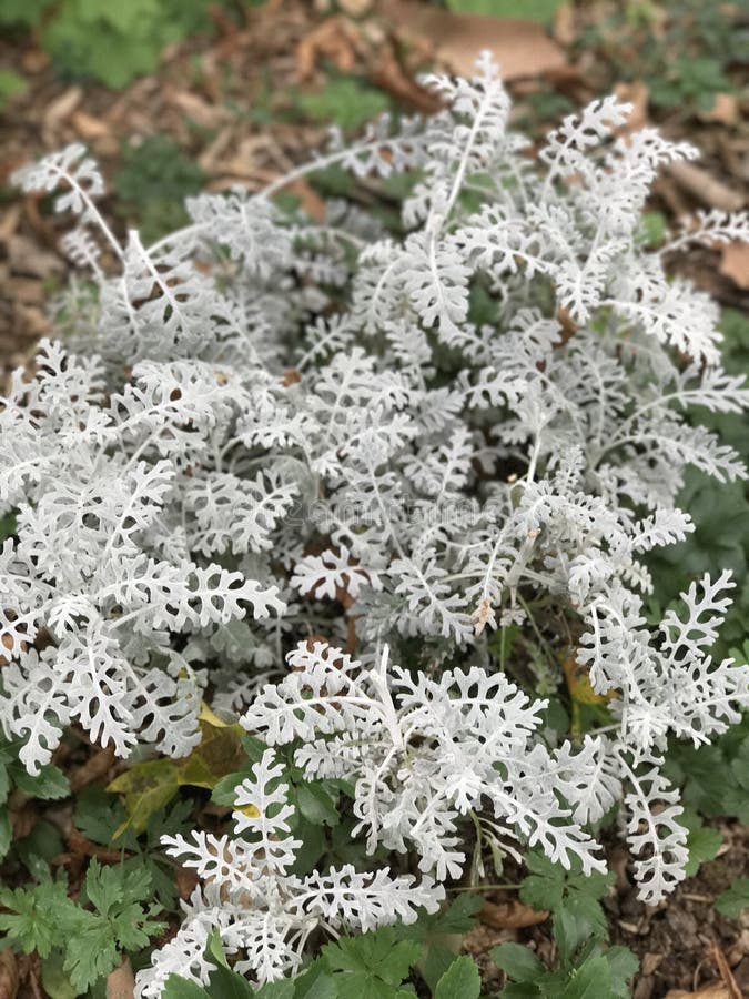 Pequeñas Hojas Blancas Del Blanco De Las Plantas Foto de archivo